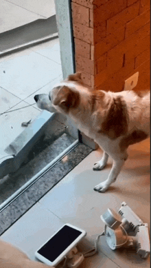 a brown and white dog standing next to a solar panel on the floor