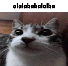 a close up of a cat 's face with a caption that says ' alalababalalba '