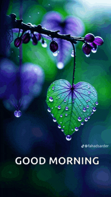 a heart shaped green leaf with water drops on it