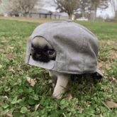 a pug puppy wearing a baseball cap is walking through the grass