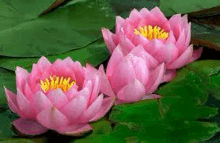 two pink lotus flowers with yellow centers are floating on top of a pond .