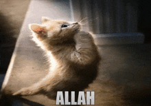 a kitten is praying with the word allah in the background