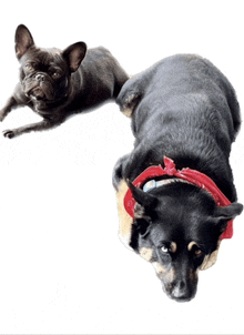 a french bulldog and a black dog laying down