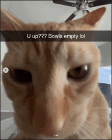 a close up of a cat with a caption that says " u up bowls empty lol "