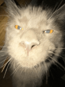 a close up of a cat 's face with blue eyes