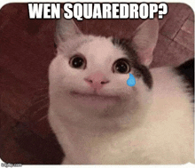 a cat with a tear coming out of its eye and the words wen squaredrop