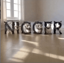 a group of black and white cats standing in a line