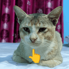 a cat is laying on a bed with a hand pointing up