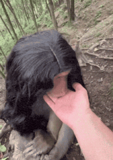 a person petting a monkey 's head with their hand