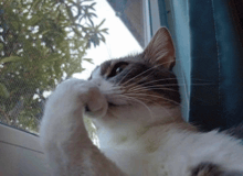 a cat is looking out a window with its paw on the screen