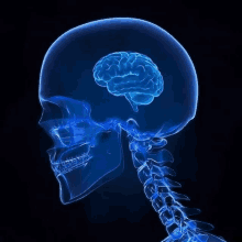 an x-ray of a skull and neck with a blue brain in the middle