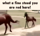 two horses crossing a street with the caption what a fine steeed you are red hare