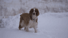 a brown and white dog is standing in the snow looking at the camera