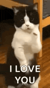 a black and white cat is standing on its hind legs with its paws up and says `` i love you '' .