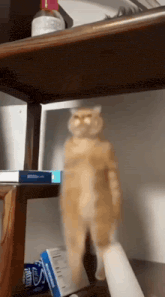 a cat is standing on a shelf with a box of m & m 's on it