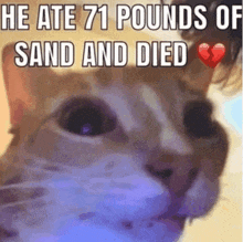 a close up of a cat with the words he ate 71 pounds of sand and died