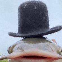 a fish is wearing a top hat on its head .