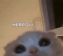 a close up of a cat 's face with the word herrow written on the bottom .