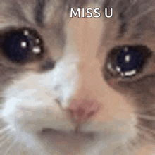 a close up of a cat 's face with the words miss u above it .