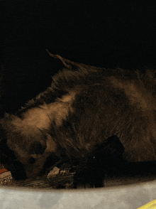 a close up of a furry animal laying on a table with a piece of paper that says coca cola on it