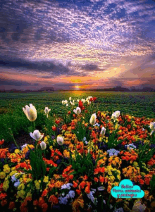 a picture of a field of flowers with the words " belleza flores y paisajes " at the bottom