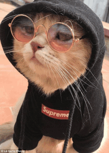 a cat wearing a supreme hoodie and glasses