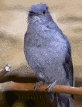 a gray bird perched on a branch with its beak open