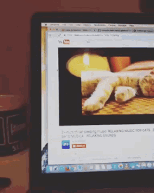 a laptop screen shows a video about relaxing music for cats on youtube