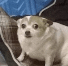 a small white dog is sitting next to a person on a bed .