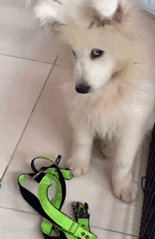 a white puppy with blue eyes is sitting next to a green leash