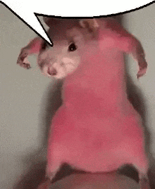 a pink hamster is standing on a person 's lap with a speech bubble .