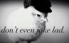 a black and white photo of a bird wearing a hat and the words " don t even joke lad "