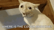 a white cat is sitting on a wooden staircase with its mouth open and asking where is the cough medicine ?