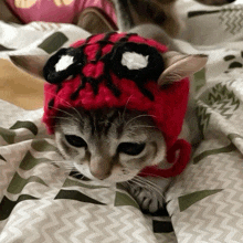 a cat wearing a red spider man hat