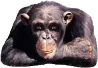 a chimpanzee is laying down and looking at the camera with a white background