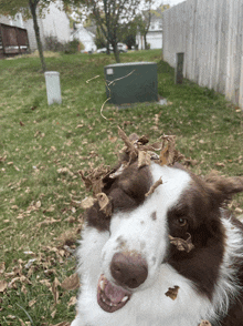 a brown and white dog laying in the grass with leaves on its head