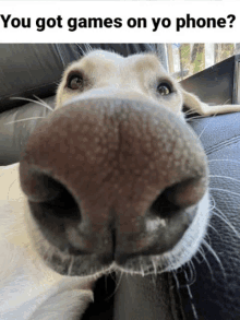 a close up of a dog 's nose with the caption " you got games on yo phone ? "