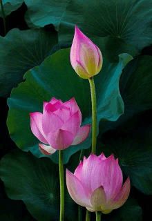 three pink flowers with green leaves behind them