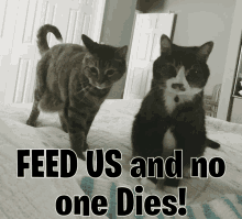 two cats standing next to each other with the words feed us and no one dies below them