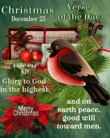 christmas verse of the day december 25 with a bird and christmas decorations