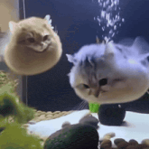 a cat that looks like a fish is floating in a tank