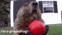 a groundhog holding a red ball with the words i 'm a groundhog