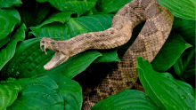 a snake with its mouth open is surrounded by greenery