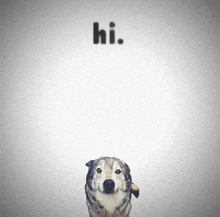 a dog is standing in front of a white background with the word hi above it