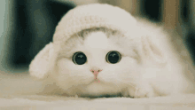 a white cat with a knitted hat on its head looks at the camera