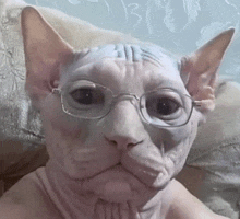 a hairless cat wearing glasses is sitting on a bed