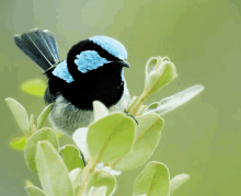 a small blue and black bird perched on a plant