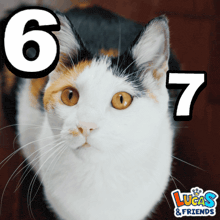 a calico cat with the number 6 and 7 on it