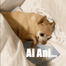 a dog laying on a blanket with ai ani written on the bottom