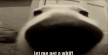 a close up of a dog 's nose with the words `` let me get a whiff '' written on the bottom .